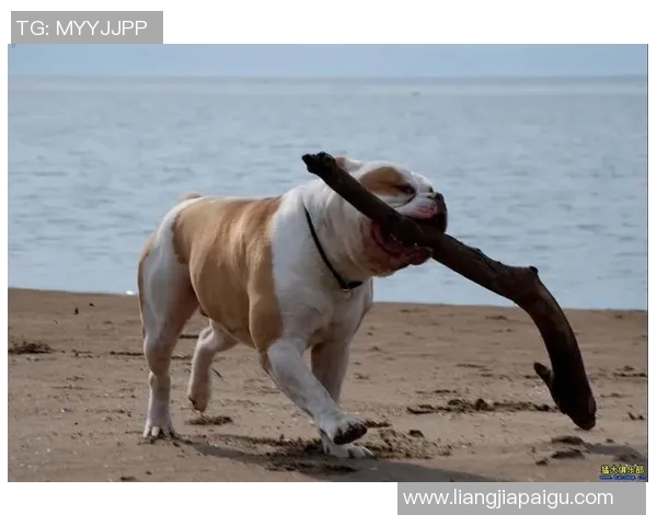 足球明星绰号斗牛犬的传奇故事与不屈精神的背后揭秘